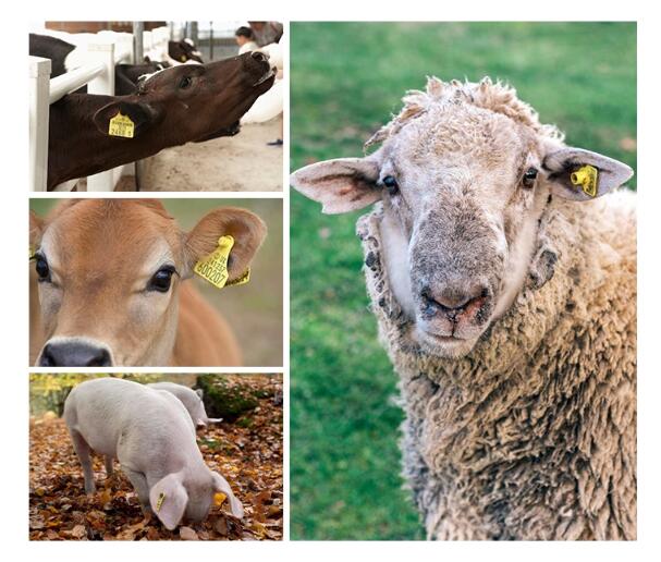 RFID-tags voor vee