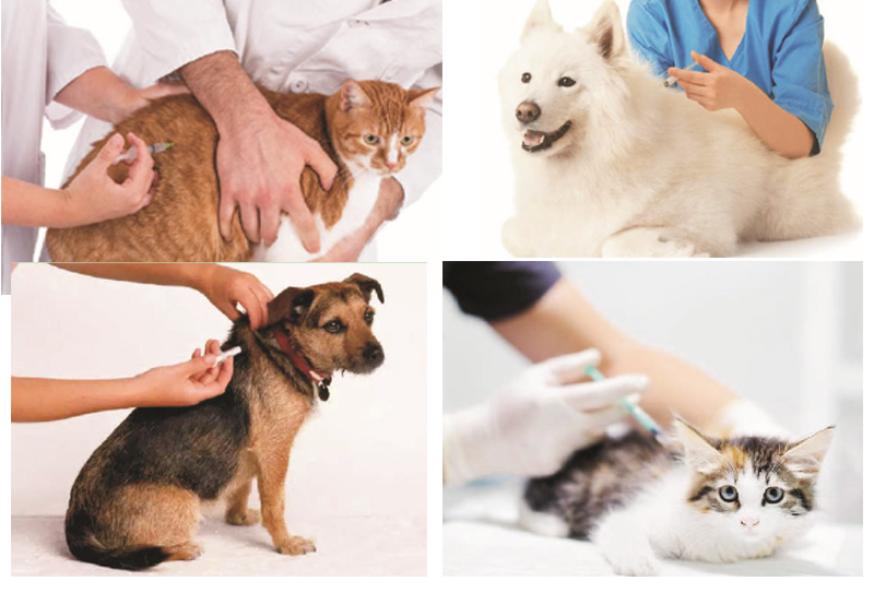 Cat Animal Microchip-injectortoepassing
