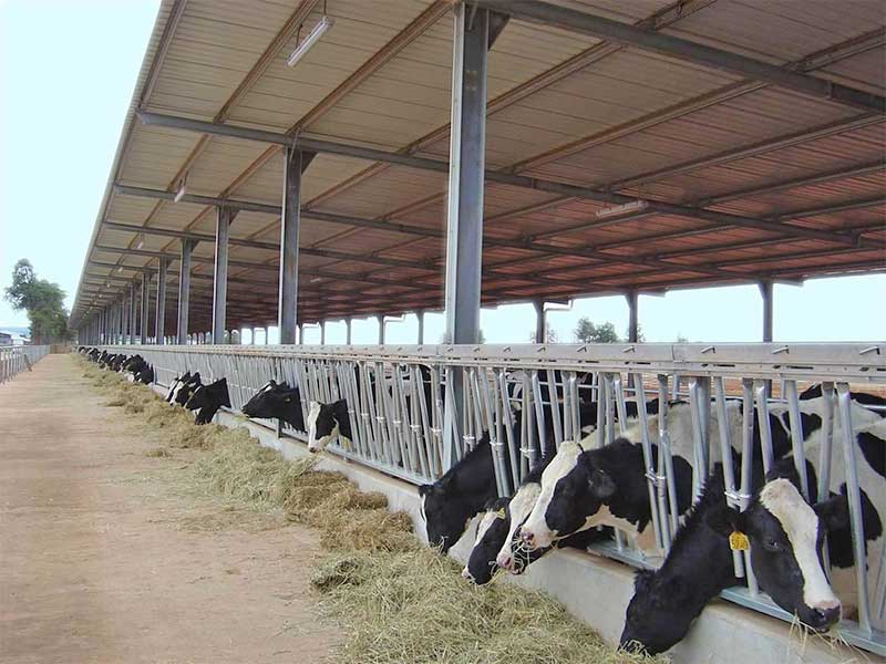 Stalen koeienboerderij