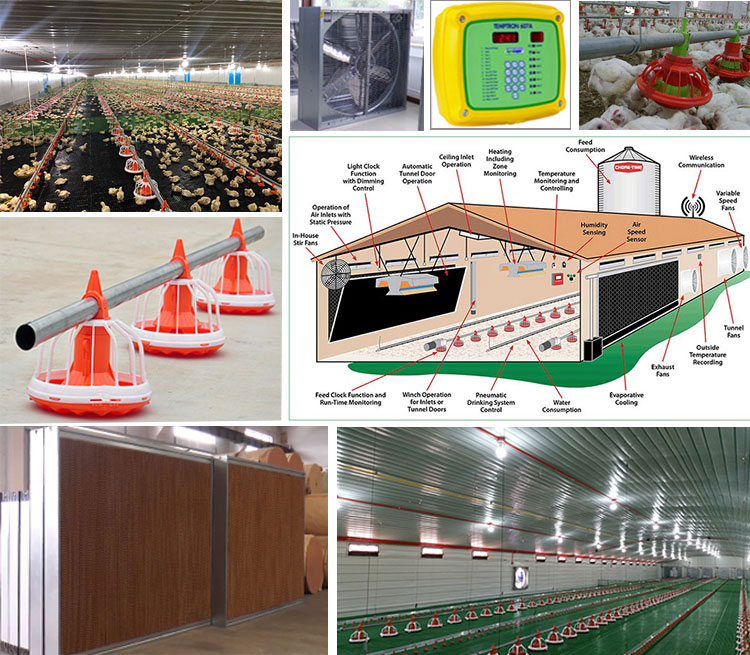 Prefab kippenboerderij met stalen structuur