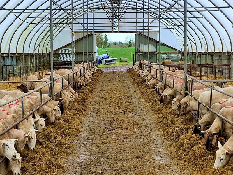 Goedkope lichte stalen veehouderij voor rundveegeitenhouderij